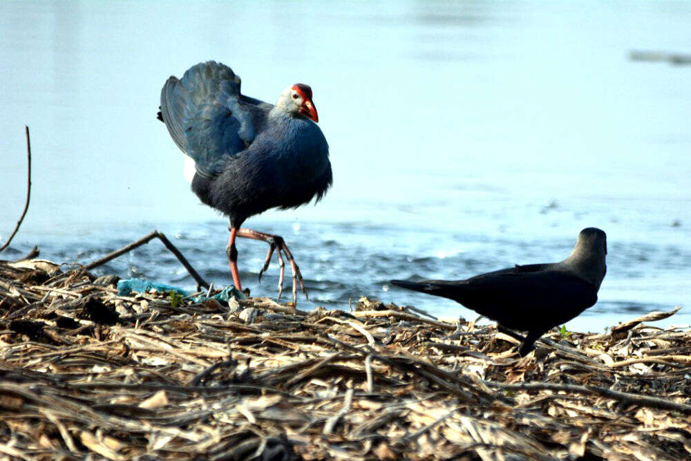 Okhla