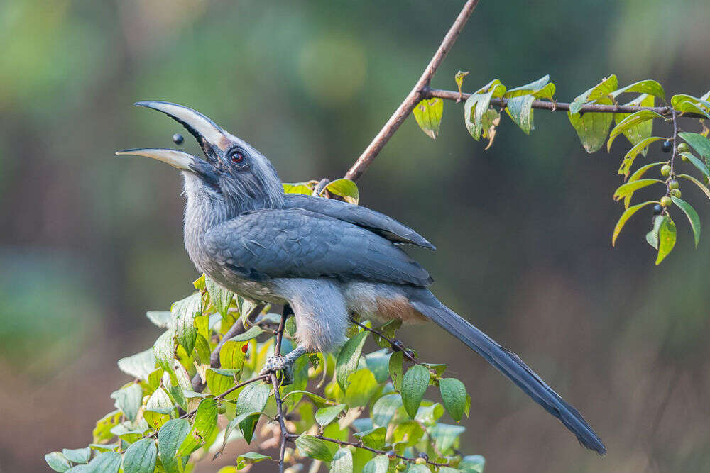 Bondola Wildlife