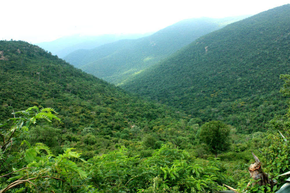 MM Hills, Karnataka - Times of India Travel