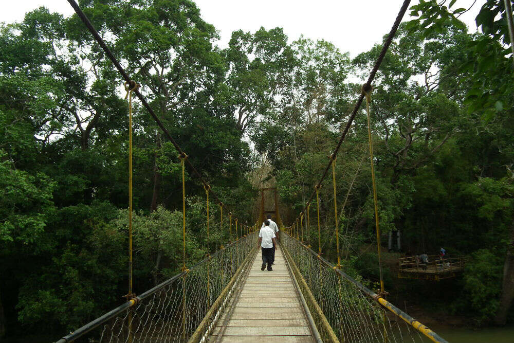 Nisargadhama_hanging_bridge_6692