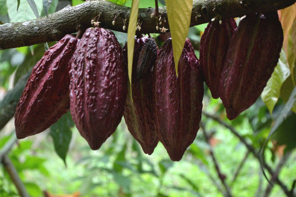 Opt for coffee and chocolate tour 8. Chocolate Pods at Cocoa Plantation
