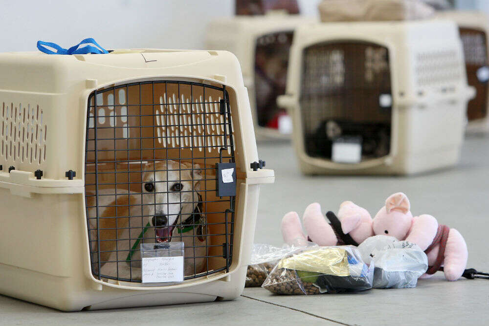 companion pets on planes