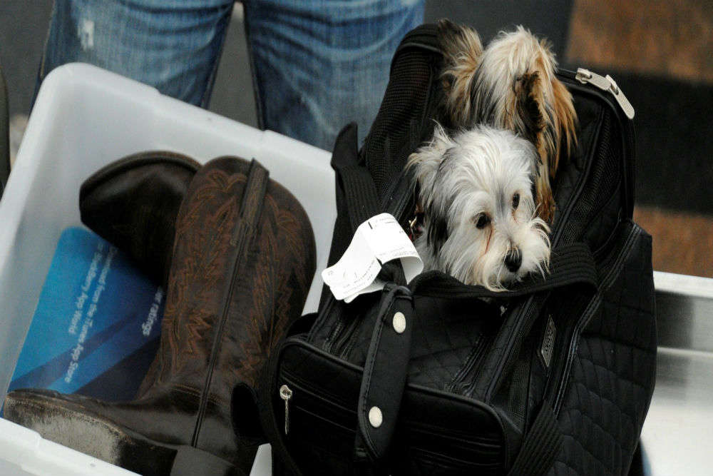 companion pets on planes