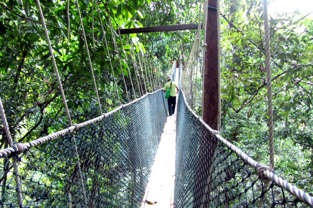 Taman Negara National Park Taman Negara In Malaysia