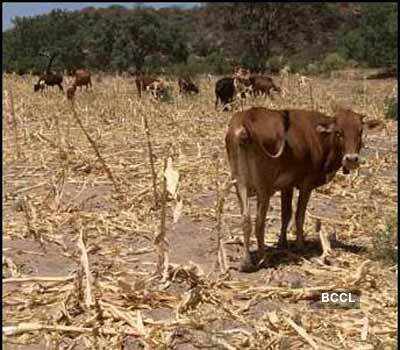 Effects of Global warming