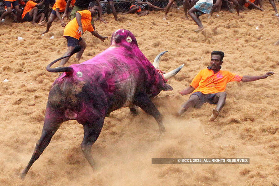 Just because Jallikattu is old doesn't mean it's justified: SC