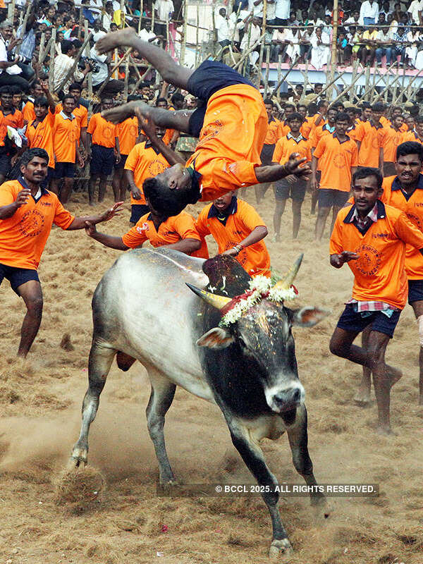 Just because Jallikattu is old doesn't mean it's justified: SC