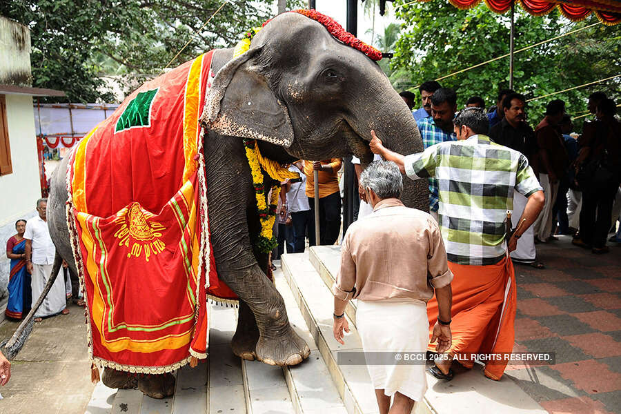 Kerala 'granny' jumbo eyes world record