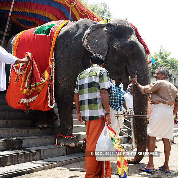 Kerala 'granny' jumbo eyes world record