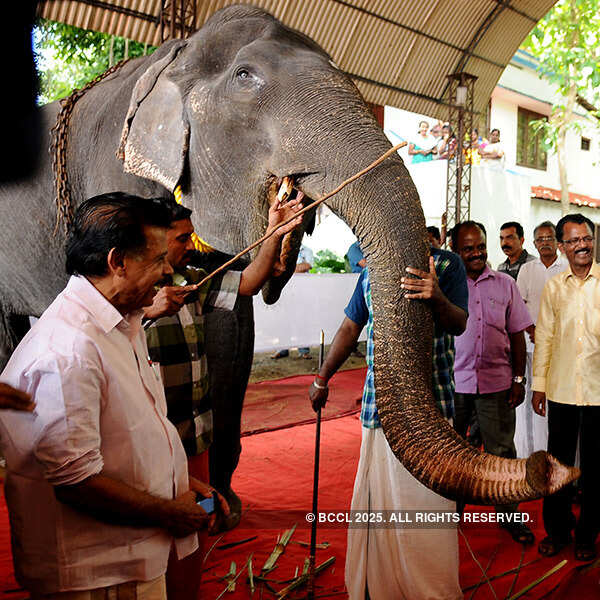 Kerala 'granny' jumbo eyes world record