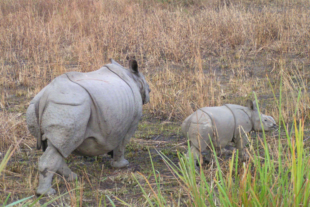 Kaziranga National Park Safari | Amidst One Horned Rhinos | Times Of ...