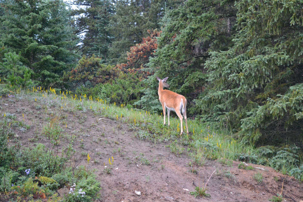 Wild Life, Jasper - Times of India Travel