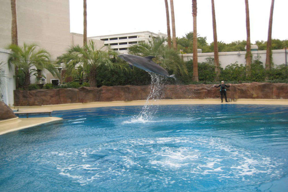 Siegfried Roy S Secret Garden And Dolphin Habitat Las Vegas