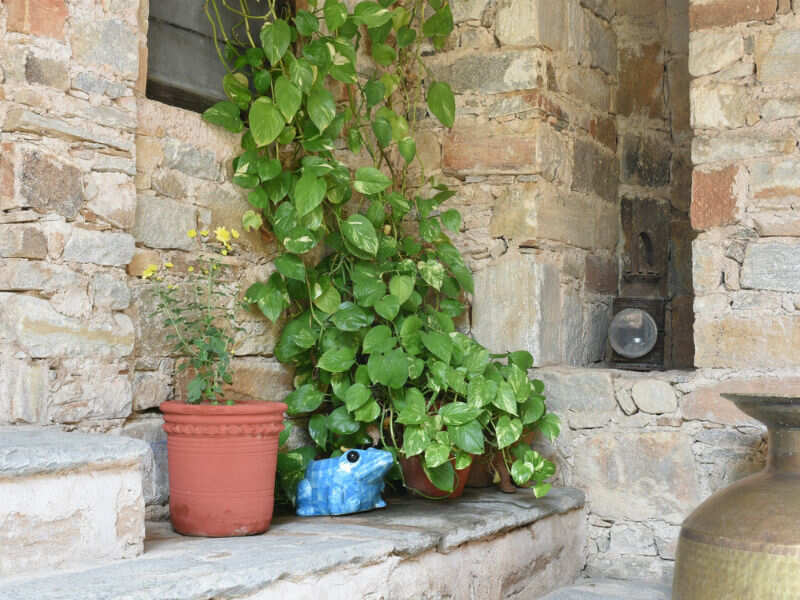 3 Air Purifying Plants To Have At Home The Times Of India