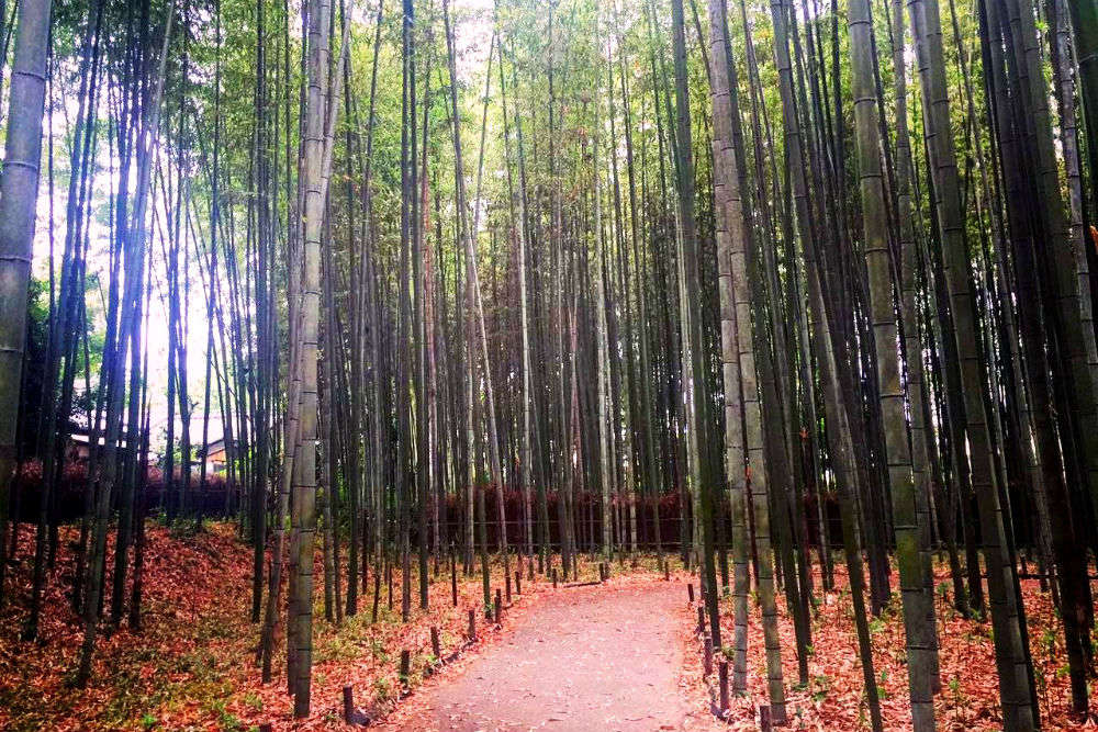 Forest In Kyoto | Exploring The Alluring World Of The Arashiyama Bamboo  Forest | Times of India Travel