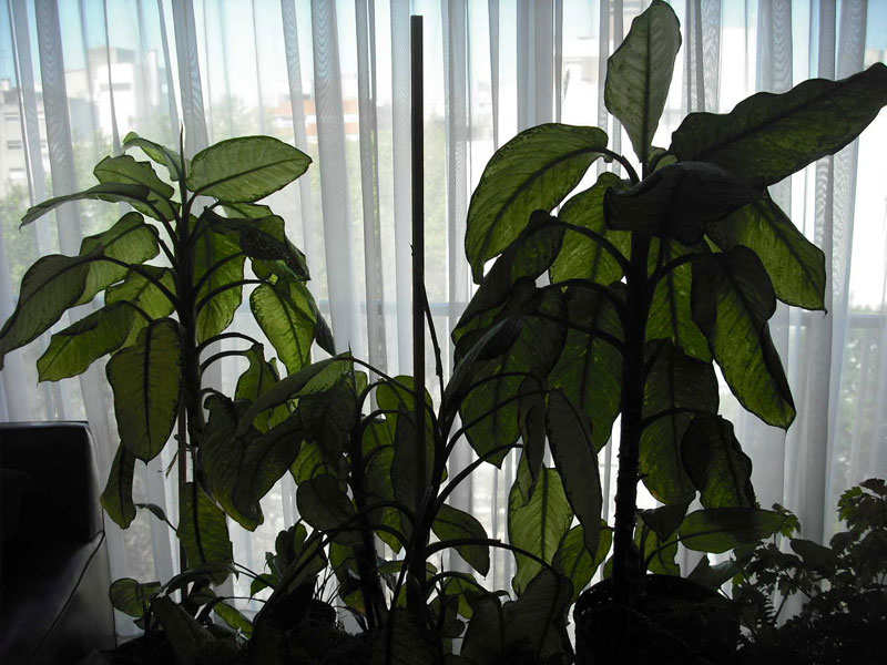 Buy air purifying house plants