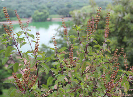 tulsi