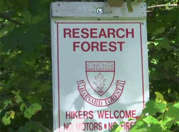 Invasive Pests Jeopardize Us Forests Kill Trees