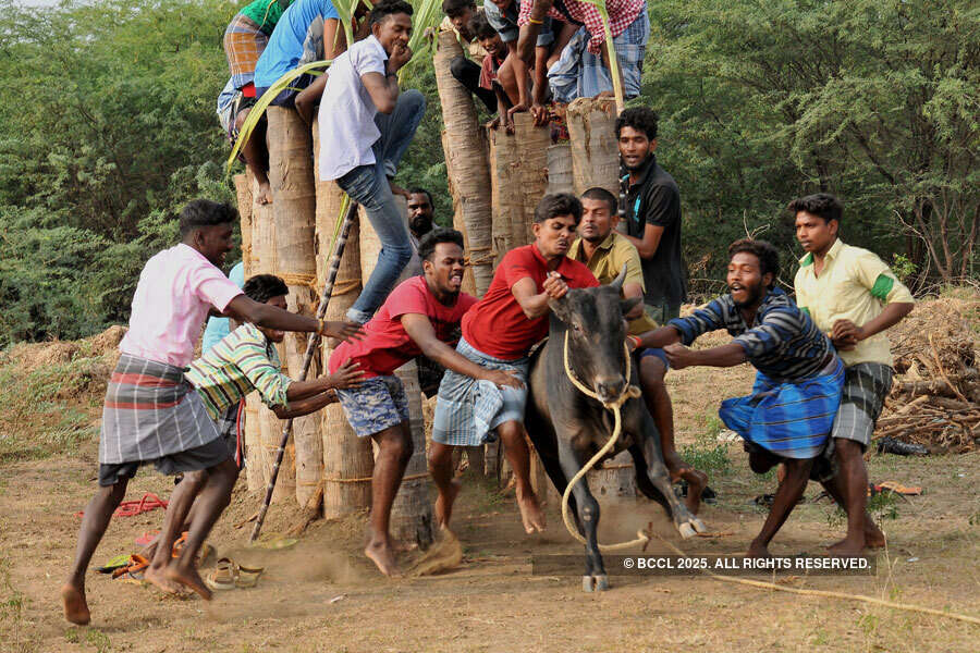 Defying Supreme Court, Jallikattu held near Madurai