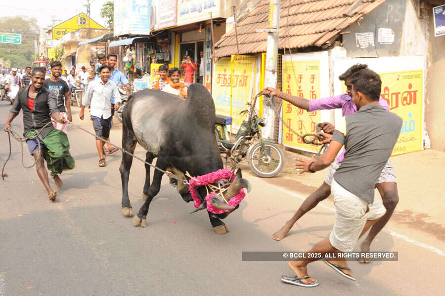 Defying Supreme Court, Jallikattu held near Madurai