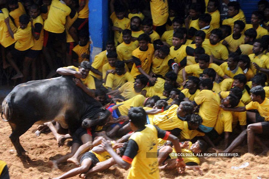 Jallikattu protests gain strength in TN