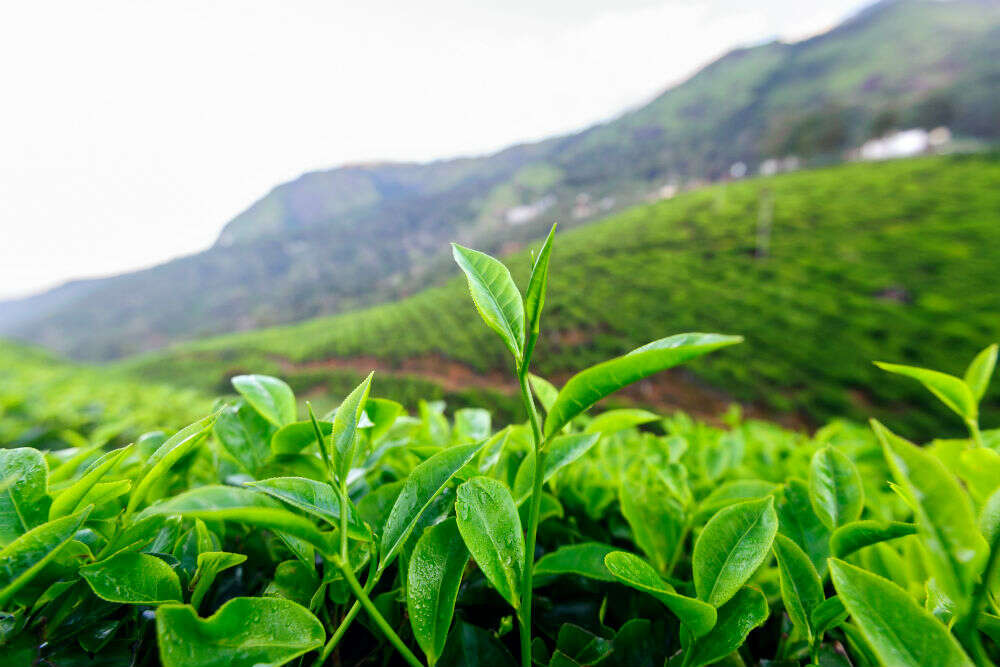 Peek inside Thekkady’s local (and spicy) shopping scene, Thekkady ...