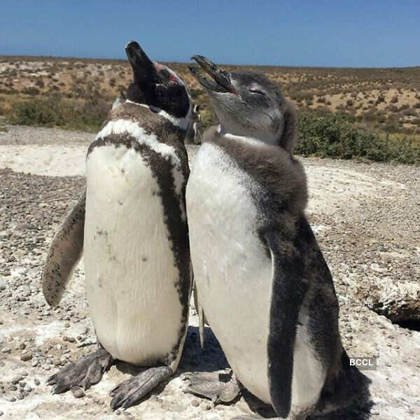 Millions of penguins attend Punta Tombo feast.jpg