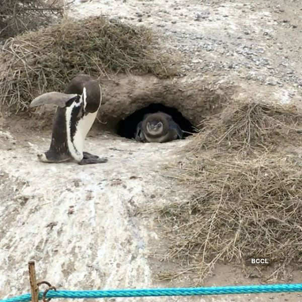 Millions of penguins attend Punta Tombo feast