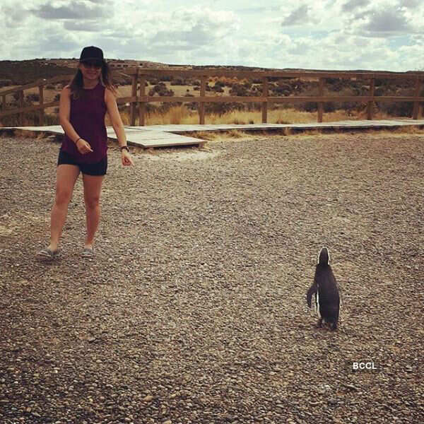 Millions of penguins attend Punta Tombo feast