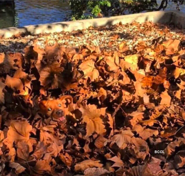 Pictures that instigate insanity