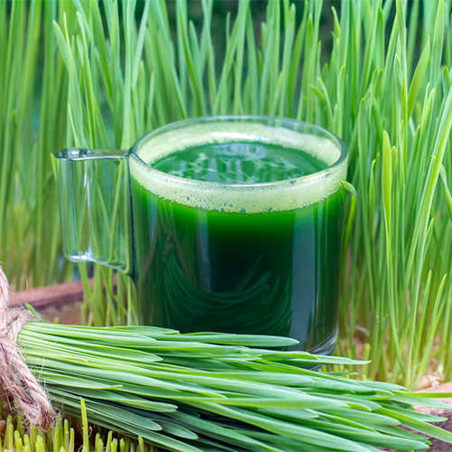 Wheat Grass Juice Recipe How To Make