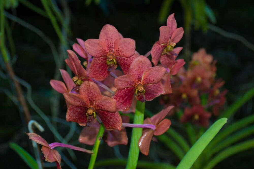 garden of sleeping giant 2
