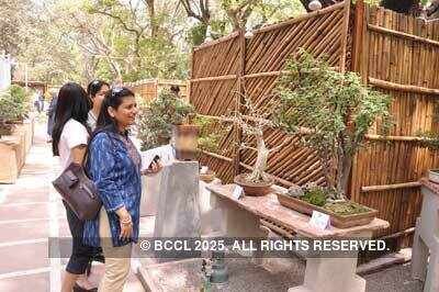 Bonsai exhibition