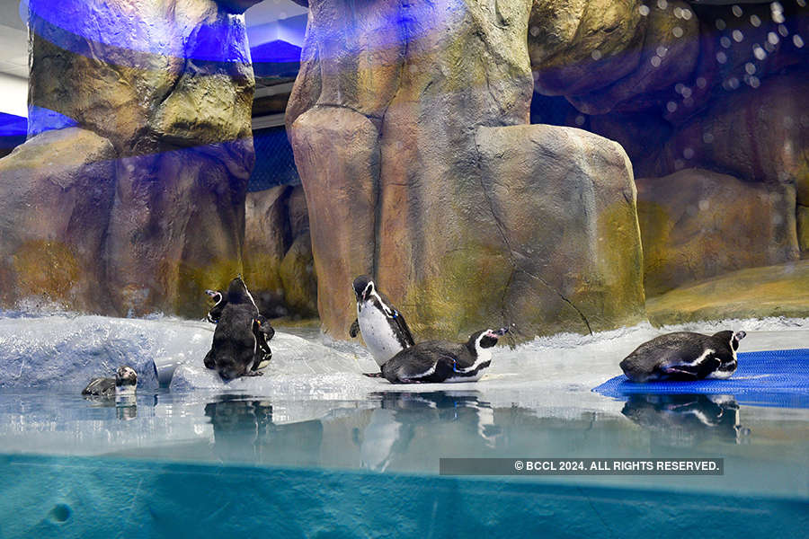 Penguin enclosure inauguration