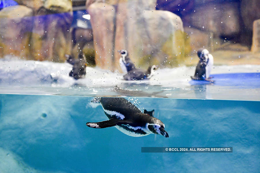 Penguin enclosure inauguration