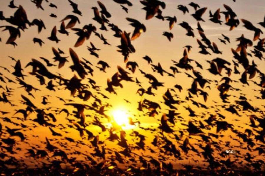 Jatinga haunting place