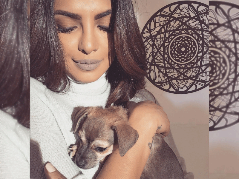 Priyanka Chopra cuddles up with her pet