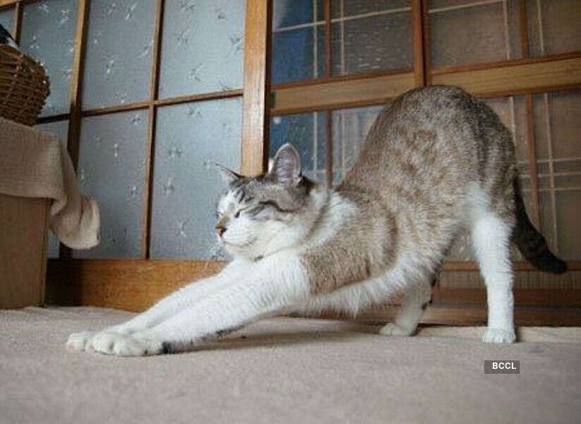 Funny animals working out