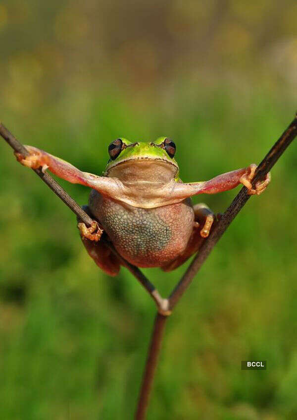 Funny animals working out