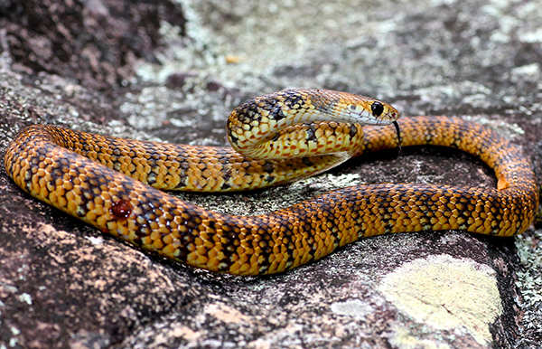 25 Most deadliest snakes in the world