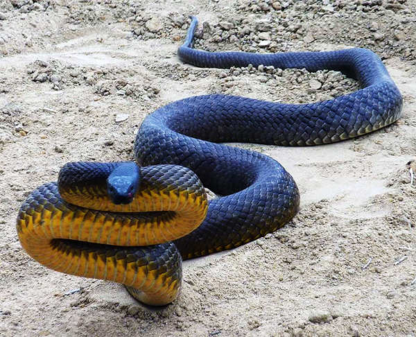 The inland taipan (Oxyuranus microlepidotus), also commonly known as the  western taipan, the small-scaled snake, or the fierce snake, is an  extremely venomous snake of the taipan (Oxyuranus) genus, and is endemic