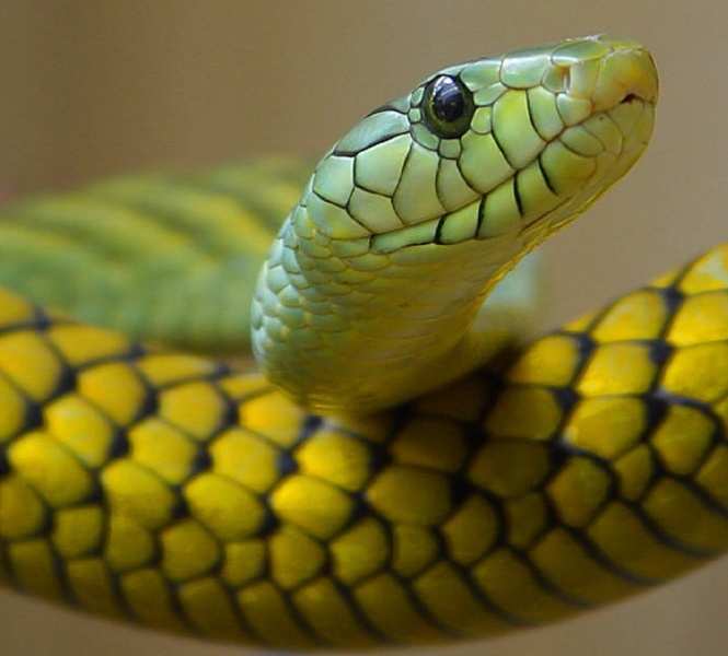 25 Most deadliest snakes in the world