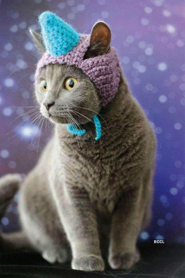 When cats get stylish