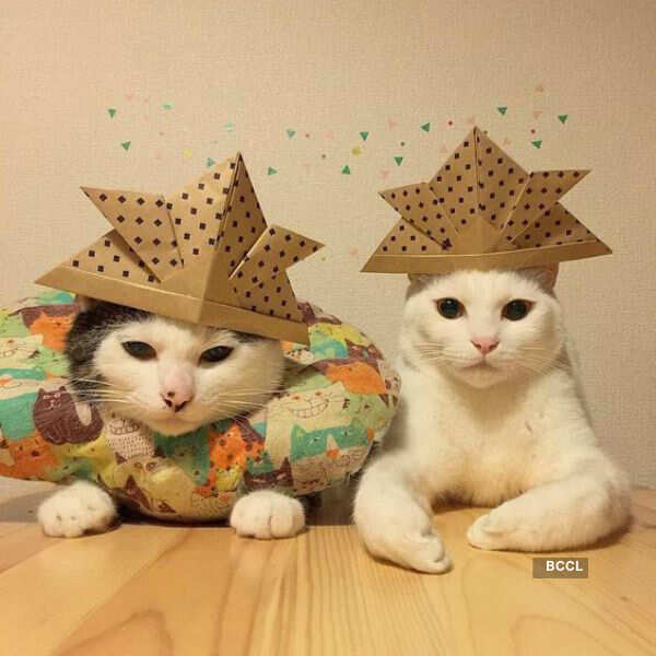 Cats in Hats