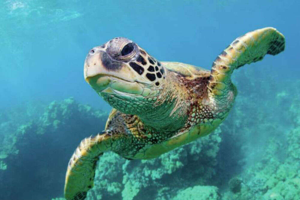 mandalay-bay-attraction-shark-reef-aquarium-sea-turtle