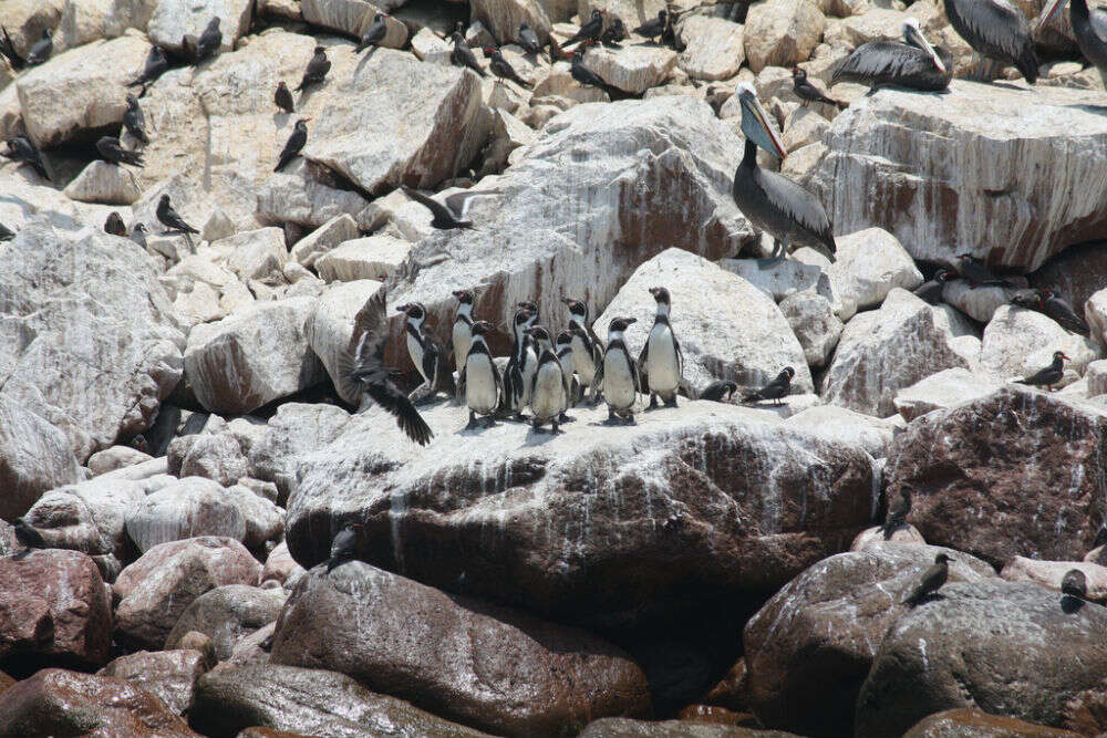 Make friends with penguins at Ballestas Islands Penguins