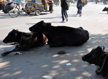 To protect cows, govt planning to set up sanctuaries in all states