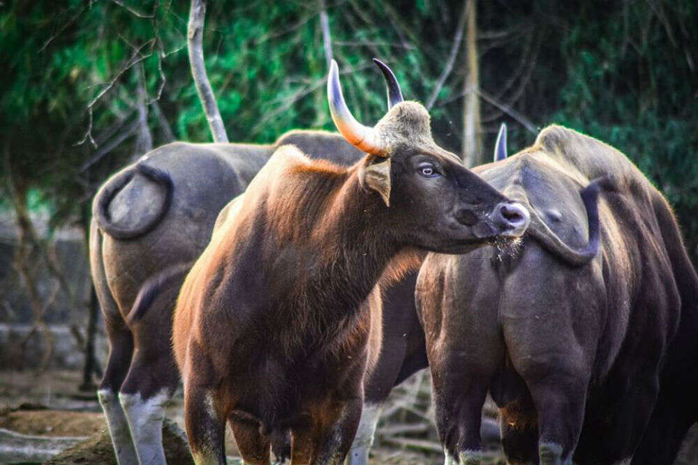 Arignar Anna Zoological Park Arignar Anna Zoological Park