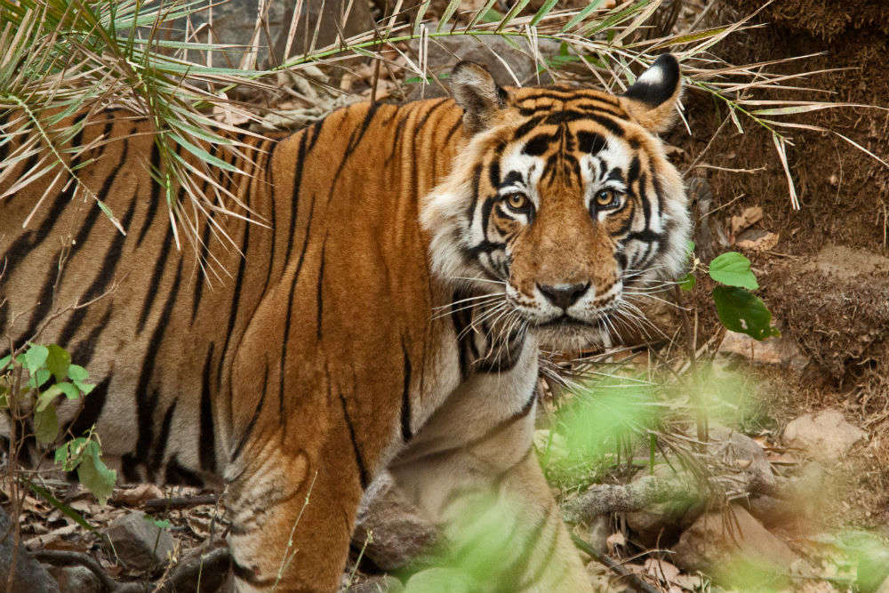 Sariska National Park - Alwar: Get the Detail of Sariska National Park ...