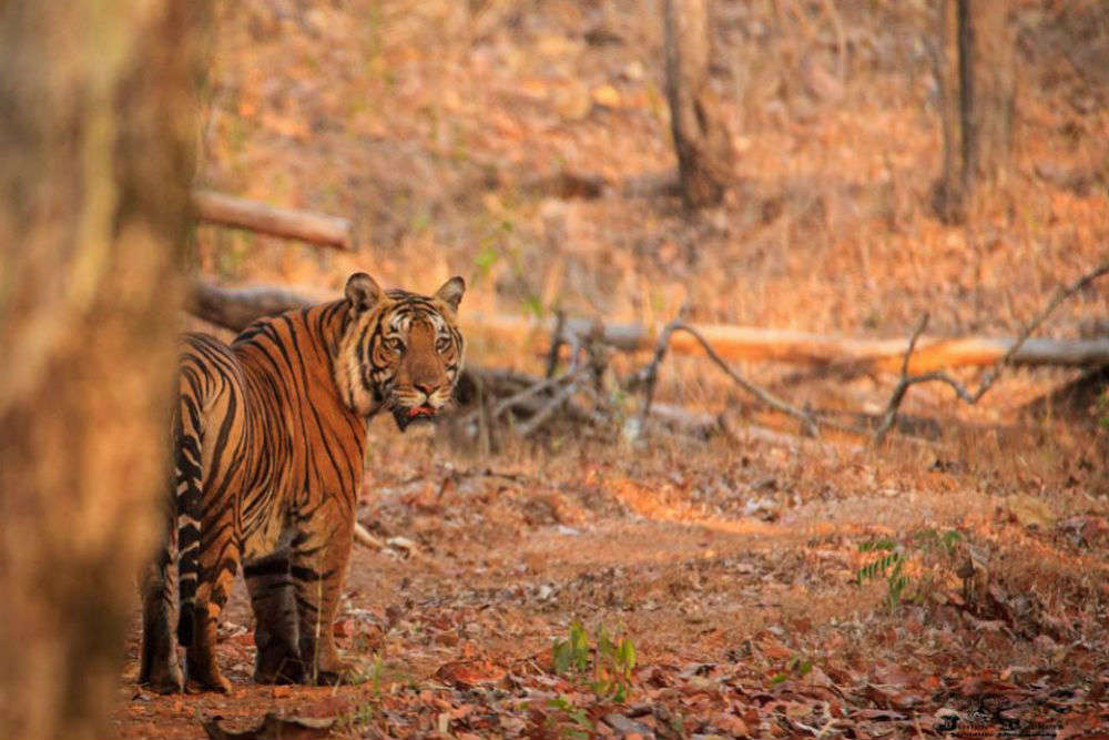 Bhadra Wildlife Sanctuary Meaning In Telugu